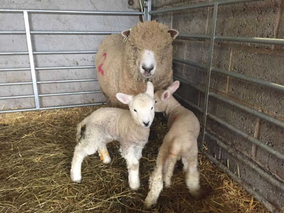 Weatherhead Farm Shepherds Hut Villa Buckingham Ngoại thất bức ảnh